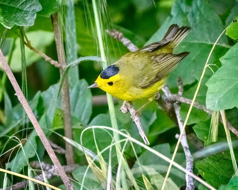 Wilson's Warbler at San Jose Creek by Sue Cook is licensed under CC BY-SA 2.0.